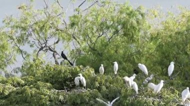 Bubulcus Ibis, Sığır Akbalıkçıl Kolonisi.