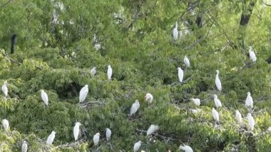 Bubulcus Ibis, Sığır Akbalıkçıl Kolonisi.