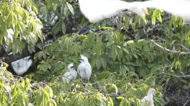 Bubulcus Ibis, Sığır Akbalıkçıl Kolonisi.