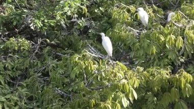 Bubulcus Ibis, Sığır Akbalıkçıl Kolonisi.