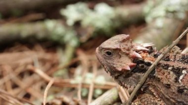 Meksika yaylası boynuzlu kertenkele (Phrynosoma orbiculare) hareketsiz duruyor