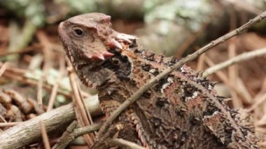 Meksika yaylası boynuzlu kertenkele (Phrynosoma orbiculare) hareketsiz duruyor
