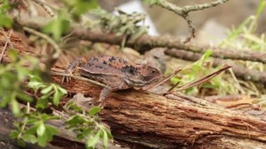 Meksika yaylaları orman toprağını keşfeden boynuzlu kertenkeleler.