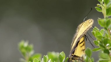 İki kuyruklu kırlangıç (Papilio çoklu uyarı verisi) bir dal üzerinde dinleniyor