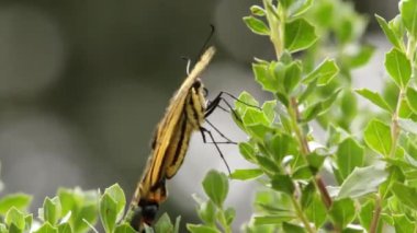 İki kuyruklu kırlangıç (Papilio çoklu uyarı verisi) bir dal üzerinde dinleniyor