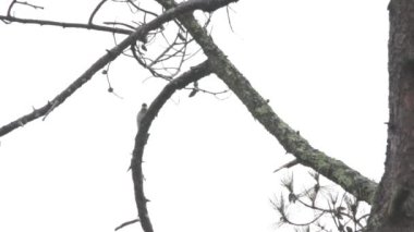 Ağaçkakan (Melanerpes formicivorus) bir ağaca bakıyor