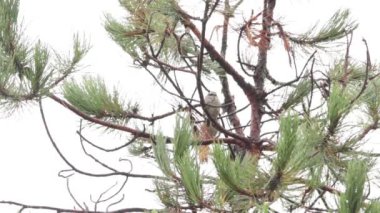 Çizgili serçe (Oriturus superciliosus) bir çam ağacında asılı duruyor