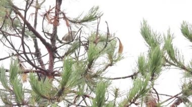 Çizgili serçe (Oriturus superciliosus) bir çam ağacında asılı duruyor