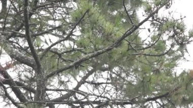 Ağaçkakan (Melanerpes formicivorus) bir ağaca bakıyor