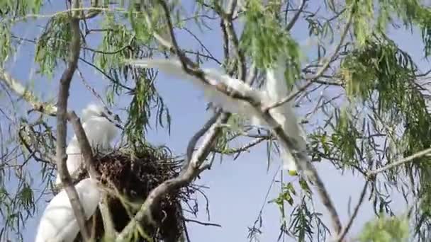 Bubulcus Ibis Cattle Egret Colony Babies Growing — 图库视频影像