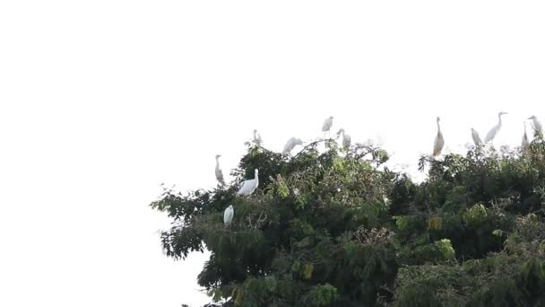 Bubulcus Ibis Colonia Garceta Bovina Con Crías — Vídeos de Stock