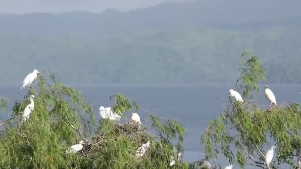 Bubulcus Ibis Colonia Garceta Bovina Con Crías — Vídeo de stock