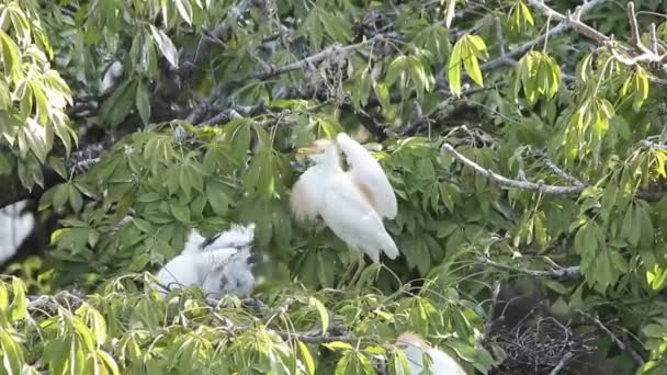 Bubulcus Ibis Colonia Garzette Bovini Con Neonato — Video Stock