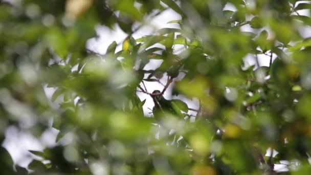 Vogel Verstopt Zich Achter Het Gebladerte Ziet Eruit Als Een — Stockvideo