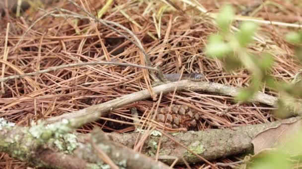 Longtail Αλπική Καλτσοδέτα Φίδι Για Μούχλα — Αρχείο Βίντεο
