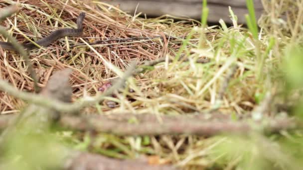 Długonogi Alpejski Podwiązka Wąż Pleśni — Wideo stockowe