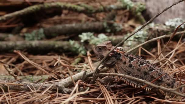 Мексиканський Плато Рогата Ящірка Phrynosoma Orbiculare — стокове відео