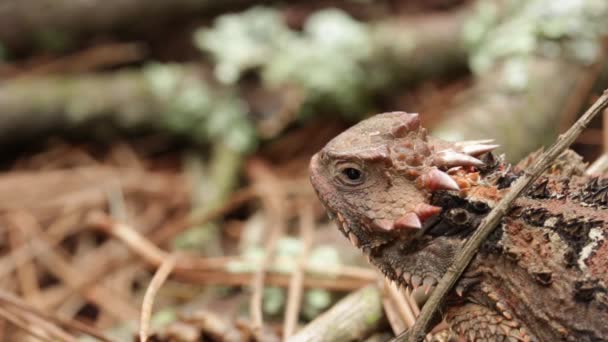 墨西哥高原角化蜥蜴 Phrynosoma Orbiculare 静止不动地站着 — 图库视频影像