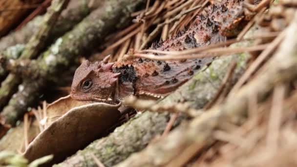 Lagarto Chifre Planalto Mexicano Phrynosoma Orbiculare Escapando — Vídeo de Stock