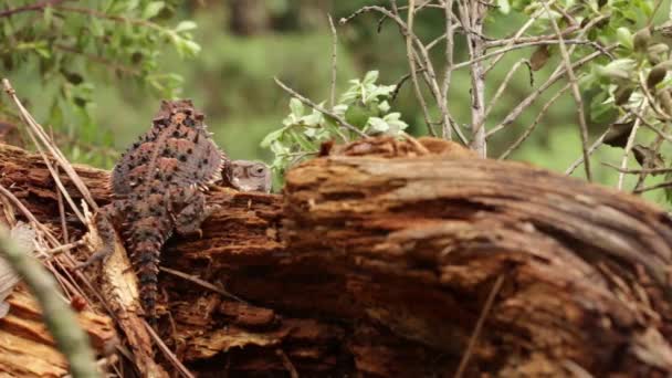 Lagarto Cuernos Meseta Mexicano Pie Sobre Tronco Madera — Vídeos de Stock