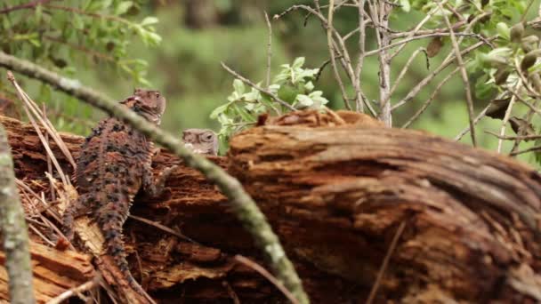 Dos Lagartos Cuernos Meseta Mexicana Pie Sobre Tronco Madera — Vídeos de Stock