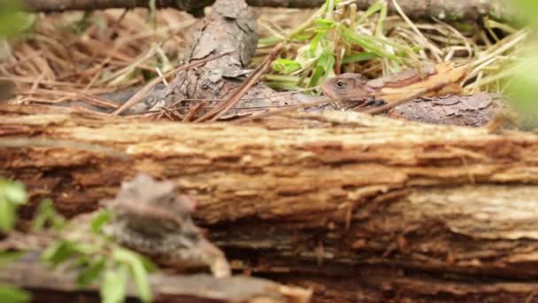 Lagartos Chifres Planalto Mexicano Explorando Solo Floresta — Vídeo de Stock