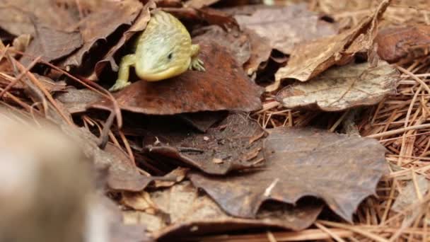 Primo Piano Della Barisia Imbricata Lucertola Endemica Messicana — Video Stock