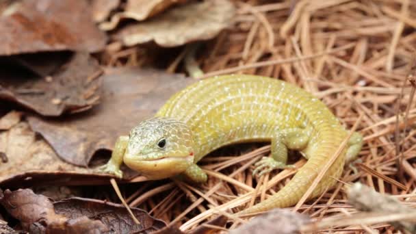 Close Barisia Imbricata Mexican Endemic Lizard — Stock Video
