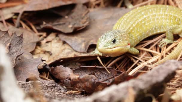 Close Barisia Imbricata Mexican Endemic Lizard — Stock Video