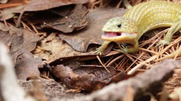 Lagarto Endémico Mexicano Lamiendo Una Serpiente Liguero — Vídeos de Stock