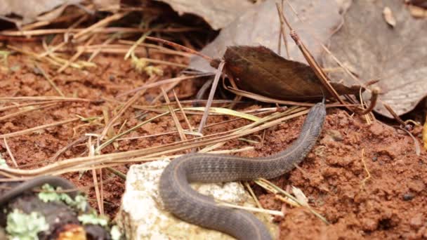 Longtail Alpine Garter Snake Mold — Stock Video