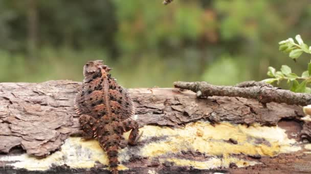 Mexicaanse Plateau Gehoornde Hagedis Verlaat Het Frame — Stockvideo