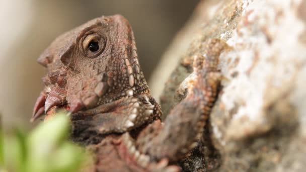 Mexicaanse Plateau Gehoornde Hagedis Flipt Plotseling — Stockvideo