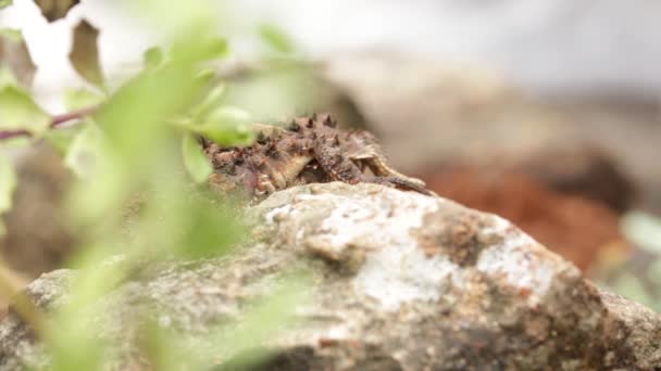 Мексиканская Плоскорогая Ящерица Прячется Скалой — стоковое видео