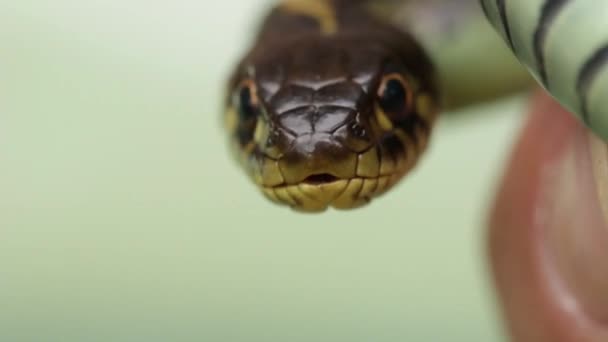 Biolog Hand Håller Strumpebandsorm Thamnophis Spp — Stockvideo