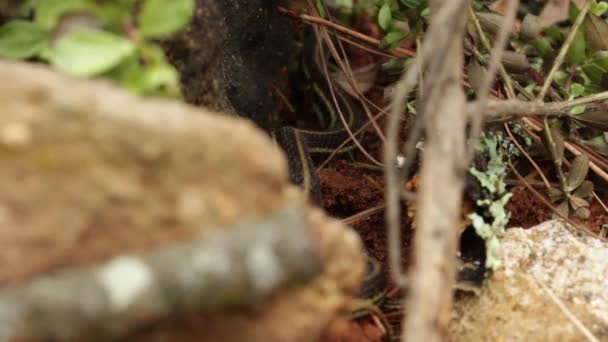 Couleuvre Rayée Thamnophis Spp Dans Forêt Mexicaine Hidalgo — Video