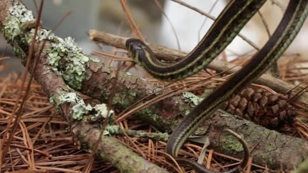 Biólogo Liberando Una Serpiente Liguero — Vídeos de Stock