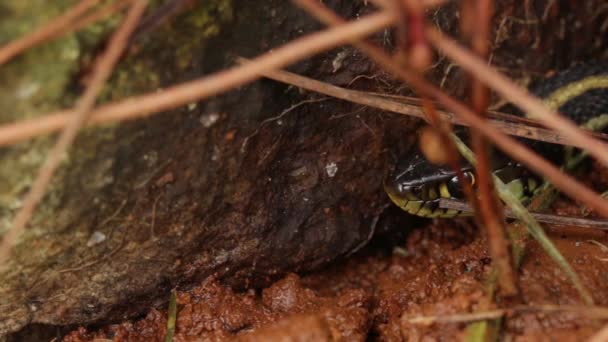 食人蛇 Thamnophis Spp 在寻找猎物时 — 图库视频影像