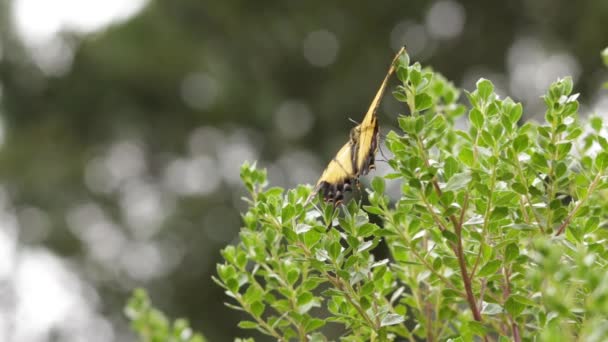 Tvåstjärtad Svalsvans Papilio Multicaudata Vilande Gren — Stockvideo