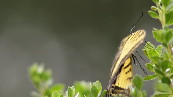 Zweischwanzschwalbenschwanz Papilio Multicaudata Ruht Auf Einem Ast — Stockvideo