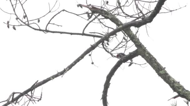 Pájaro Carpintero Maíz Melanerpes Formicivorus Mirando Árbol — Vídeos de Stock