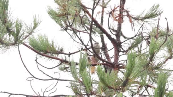 斑斑麻雀 Oriturus Superciliosus 挂在松树上 — 图库视频影像