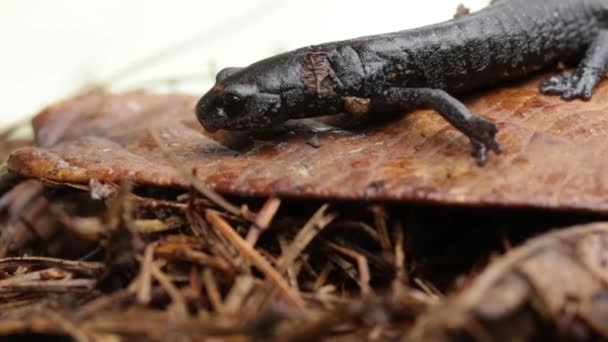 Aquiloeurycea Cephalica Little Endemic Salamander Mexico — Stock Video