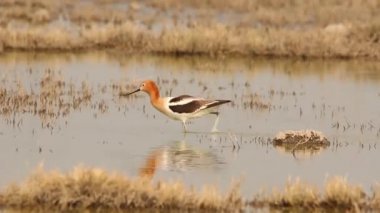 Chalco Gölü 'ndeki American avocet (Recurvirostra americana)