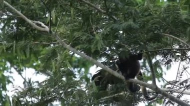 Meksika uluyan maymunu (Alouatta palliata mexicana)