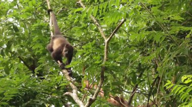 Meksika mantolu uluyan bebek sivrisineklerden rahatsız oluyor.