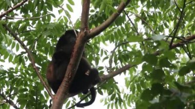 Meksika mantolu uluyan anne bebeğine sarılıyor.