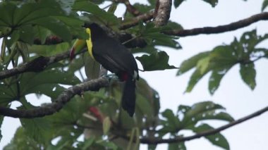 Veracruz 'un Meksika yağmur ormanlarında omurga galı Toucan, Ramphastos sülfuratus.