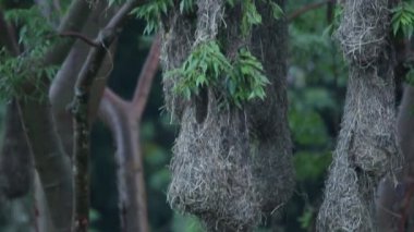 Oropendola montezuma 'nın sarkık yuvaları