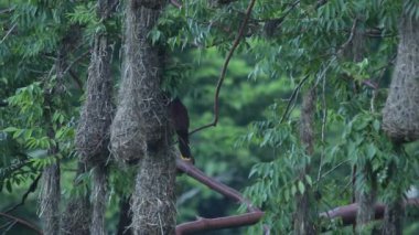 Oropendola montezuma 'nın sarkık yuvaları